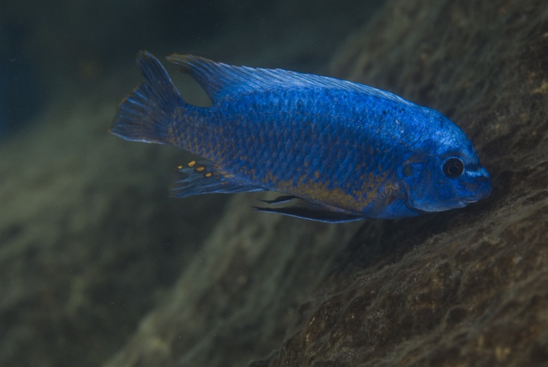 Labeotropheus fuelleborni 'Luwino Reef'